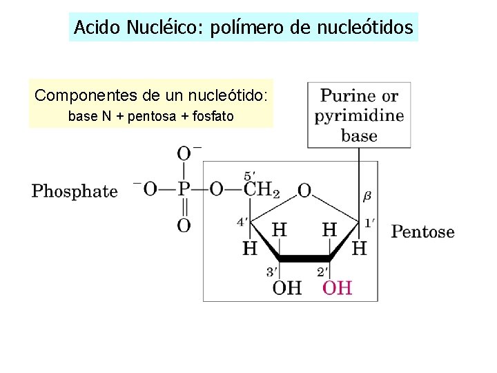 Acido Nucléico: polímero de nucleótidos Componentes de un nucleótido: base N + pentosa +