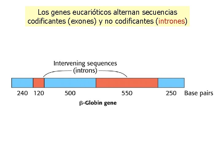 Los genes eucarióticos alternan secuencias codificantes (exones) y no codificantes (intrones) 