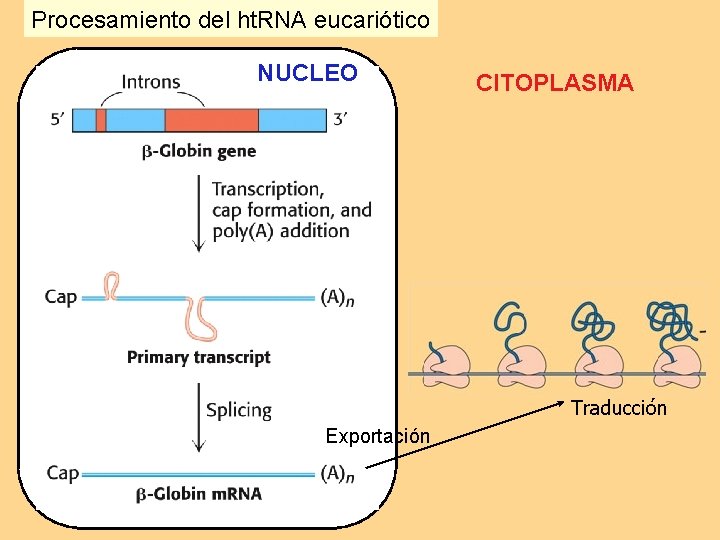 Procesamiento del ht. RNA eucariótico NUCLEO CITOPLASMA Traducción Exportación 