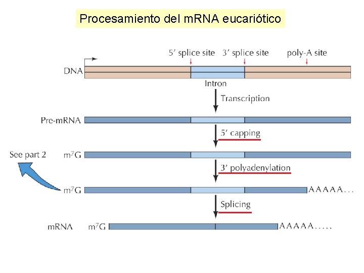 Procesamiento del m. RNA eucariótico 