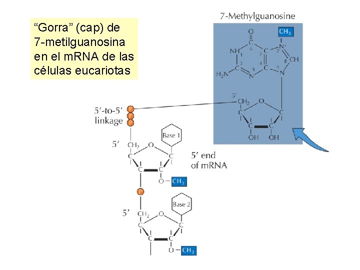 “Gorra” (cap) de 7 -metilguanosina en el m. RNA de las células eucariotas 