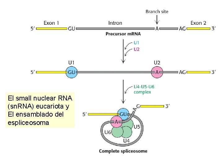 El small nuclear RNA (sn. RNA) eucariota y El ensamblado del espliceosoma 