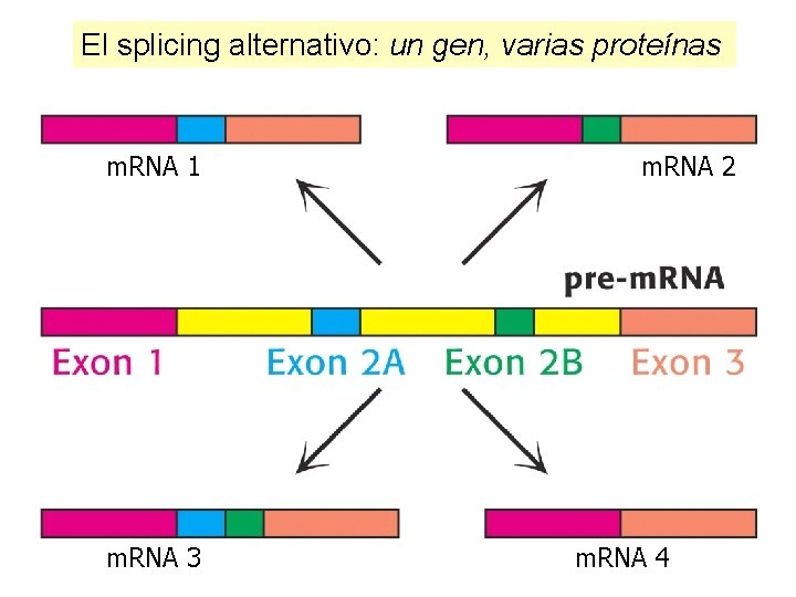 El splicing alternativo: un gen, varias proteínas m. RNA 1 m. RNA 3 m.