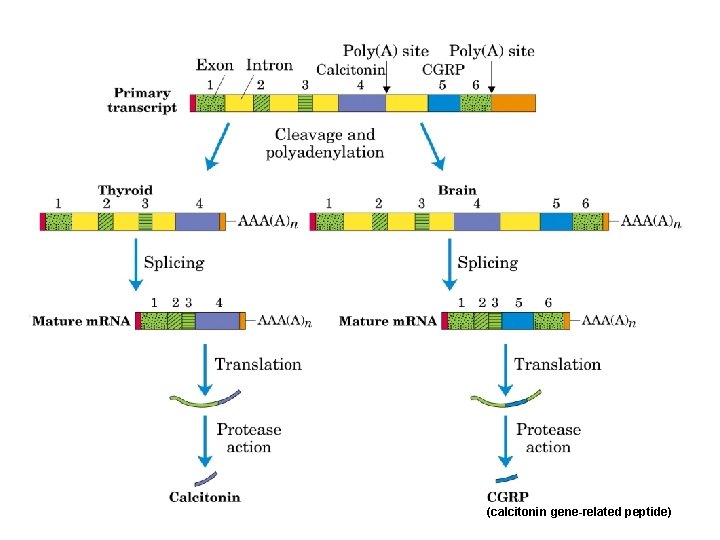 (calcitonin gene-related peptide) 