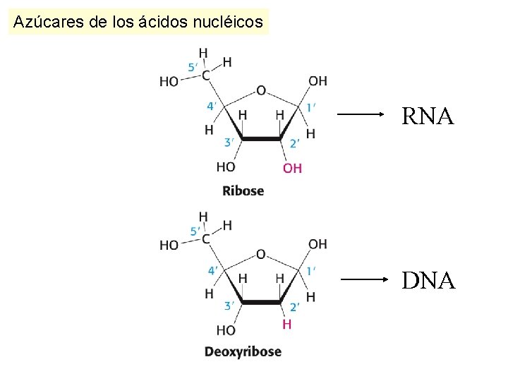 Azúcares de los ácidos nucléicos RNA DNA 