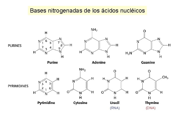 Bases nitrogenadas de los ácidos nucléicos (RNA) (DNA) 