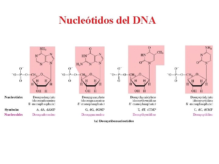 Nucleótidos del DNA 