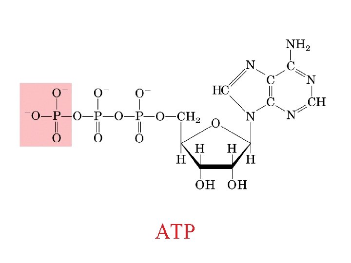 ATP 