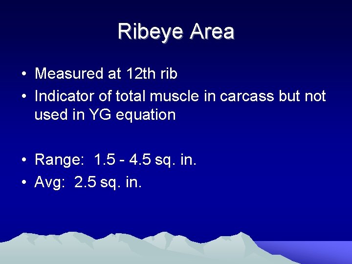 Ribeye Area • Measured at 12 th rib • Indicator of total muscle in