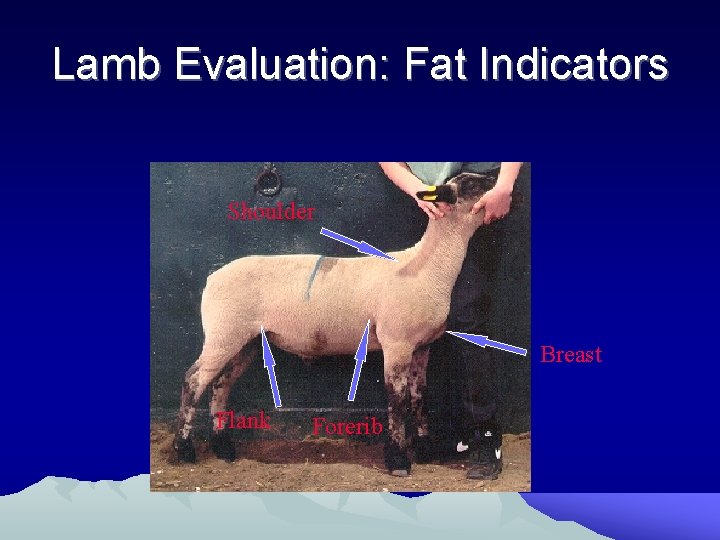 Lamb Evaluation: Fat Indicators Shoulder Breast Flank Forerib 