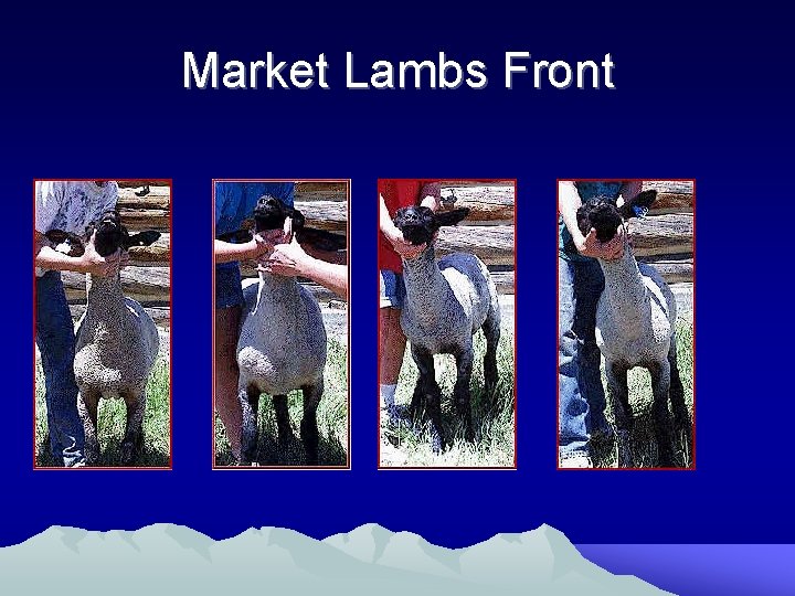 Market Lambs Front 