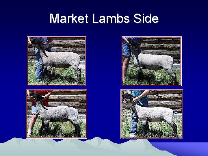 Market Lambs Side 