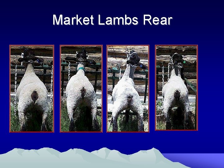 Market Lambs Rear 