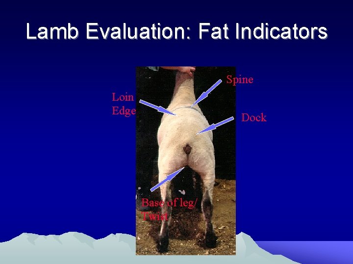 Lamb Evaluation: Fat Indicators Spine Loin Edge Dock Base of leg/ Twist 