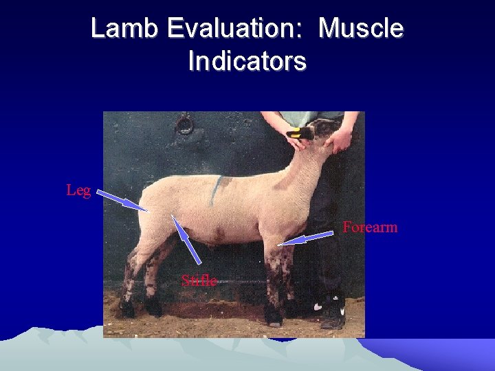Lamb Evaluation: Muscle Indicators Leg Forearm Stifle 