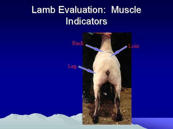 Lamb Evaluation: Muscle Indicators Rack Leg Loin 