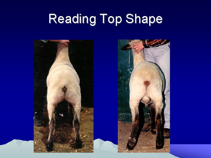 Reading Top Shape 