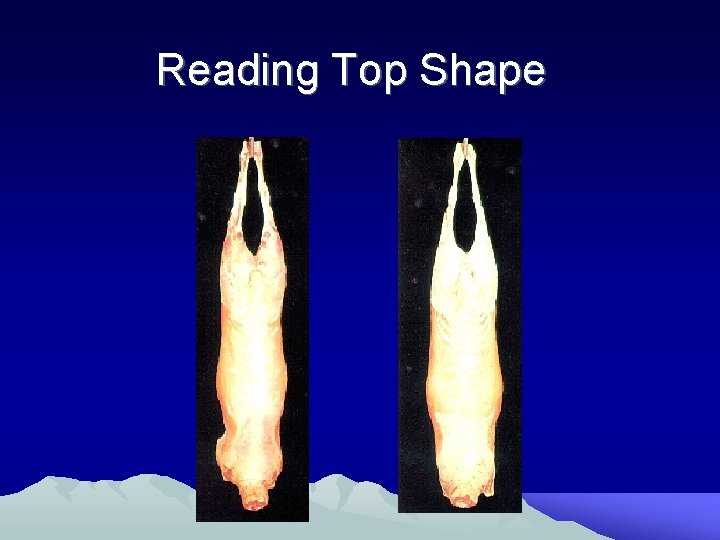 Reading Top Shape 