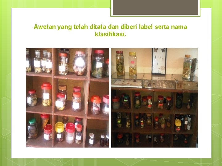 Awetan yang telah ditata dan diberi label serta nama klasifikasi. 