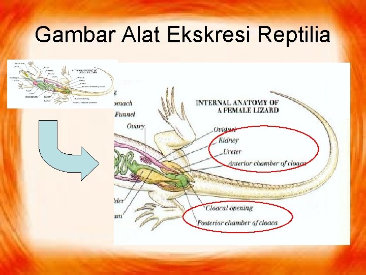 Gambar Alat Ekskresi Reptilia 