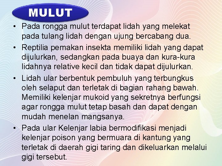 MULUT • Pada rongga mulut terdapat lidah yang melekat pada tulang lidah dengan ujung