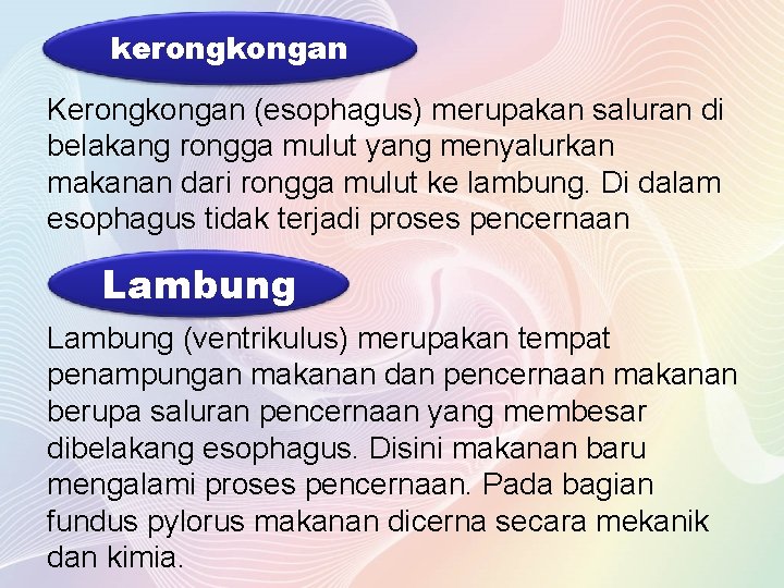 kerongkongan Kerongkongan (esophagus) merupakan saluran di belakang rongga mulut yang menyalurkan makanan dari rongga