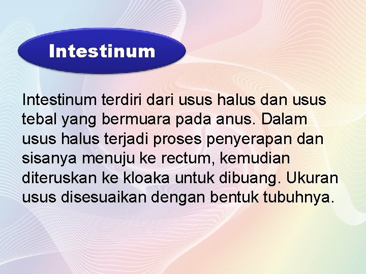 Intestinum terdiri dari usus halus dan usus tebal yang bermuara pada anus. Dalam usus