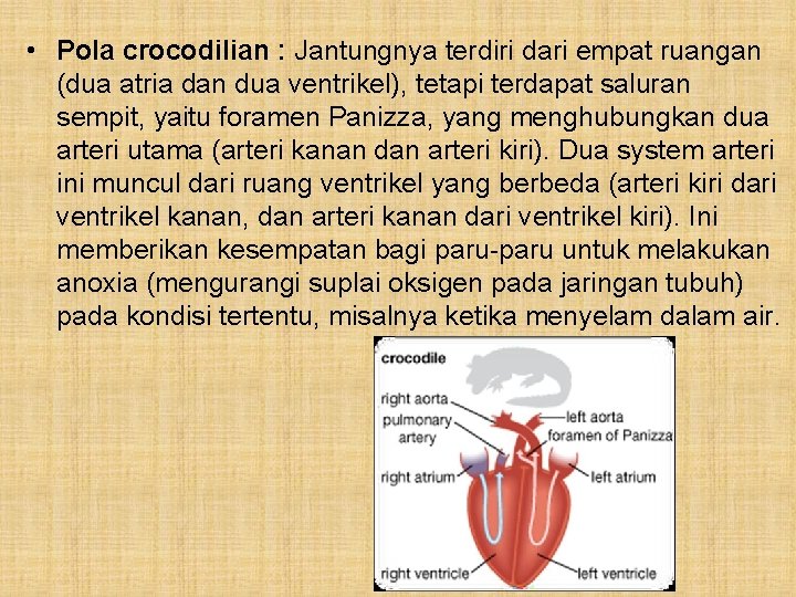  • Pola crocodilian : Jantungnya terdiri dari empat ruangan (dua atria dan dua