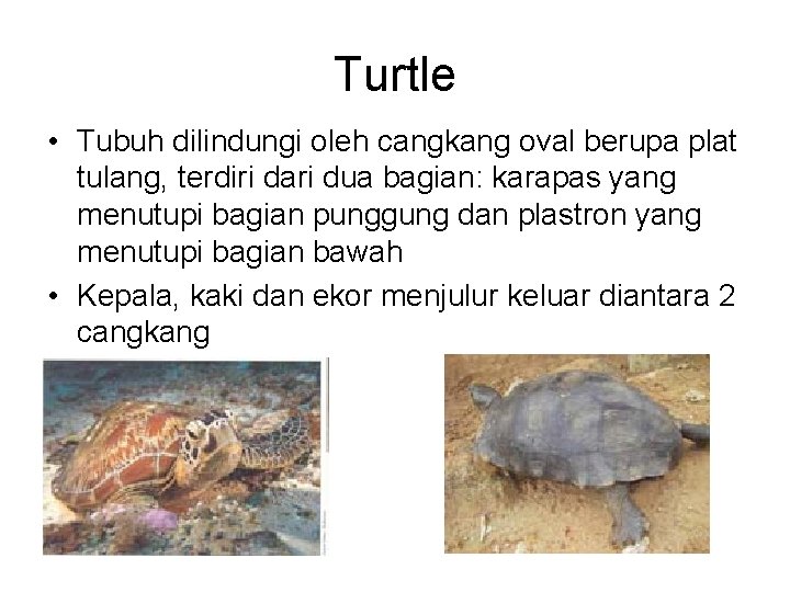 Turtle • Tubuh dilindungi oleh cangkang oval berupa plat tulang, terdiri dari dua bagian: