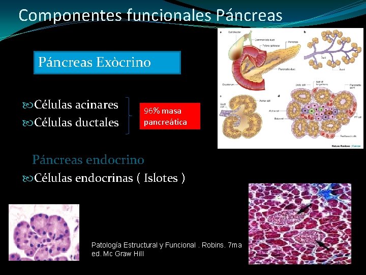 Componentes funcionales Páncreas Exòcrino Células acinares Células ductales 96% masa pancreática Páncreas endocrino Células