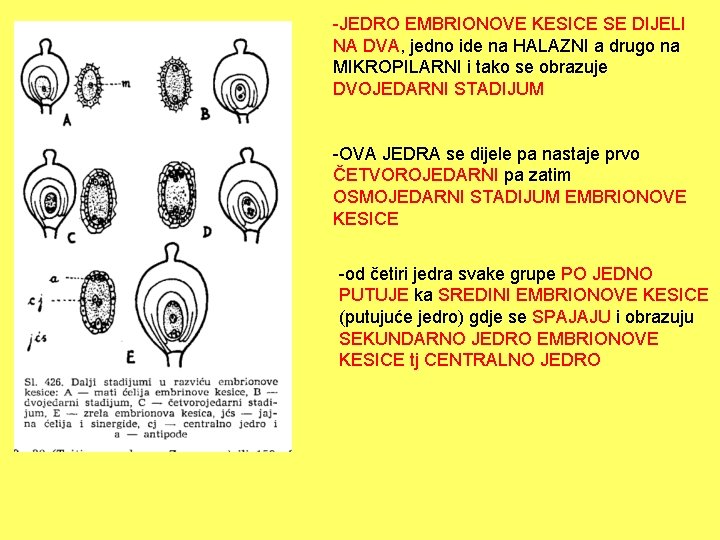 -JEDRO EMBRIONOVE KESICE SE DIJELI NA DVA, jedno ide na HALAZNI a drugo na