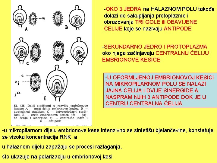 -OKO 3 JEDRA na HALAZNOM POLU takođe dolazi do sakupljanja protoplazme i obrazovanja TRI