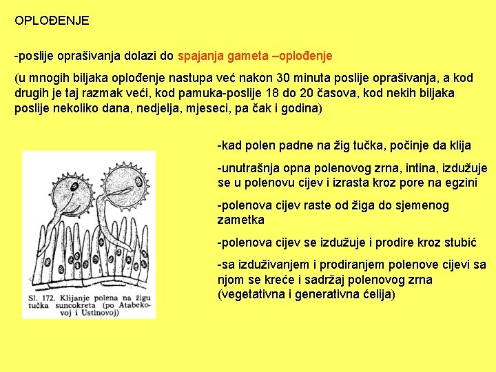 OPLOĐENJE -poslije oprašivanja dolazi do spajanja gameta –oplođenje (u mnogih biljaka oplođenje nastupa već