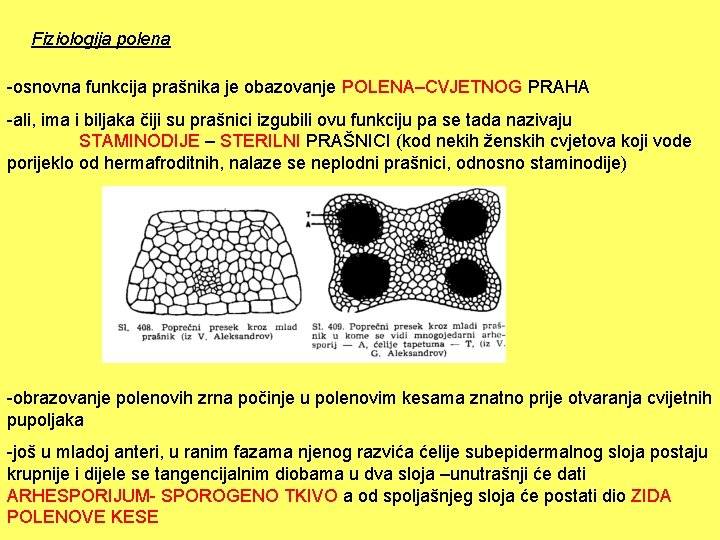 Fiziologija polena -osnovna funkcija prašnika je obazovanje POLENA–CVJETNOG PRAHA -ali, ima i biljaka čiji