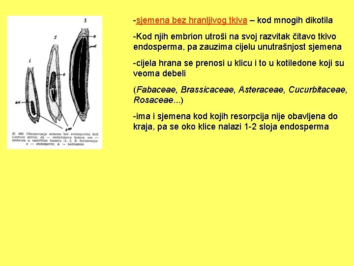 -sjemena bez hranljivog tkiva – kod mnogih dikotila -Kod njih embrion utroši na svoj