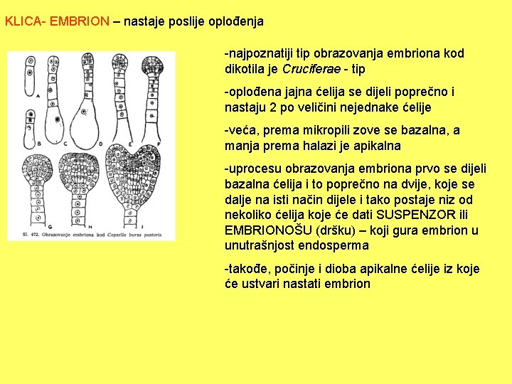 KLICA- EMBRION – nastaje poslije oplođenja -najpoznatiji tip obrazovanja embriona kod dikotila je Cruciferae