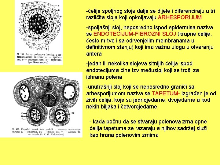 -ćelije spoljnog sloja dalje se dijele i diferenciraju u tri različita sloja koji opkoljavaju