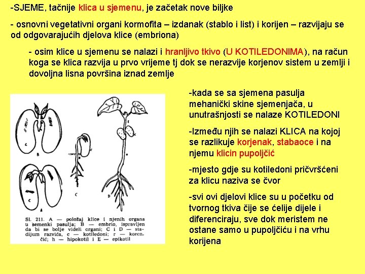 -SJEME, tačnije klica u sjemenu, je začetak nove biljke - osnovni vegetativni organi kormofita