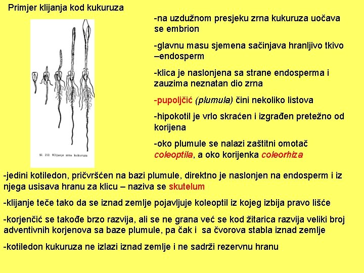 Primjer klijanja kod kukuruza -na uzdužnom presjeku zrna kukuruza uočava se embrion -glavnu masu