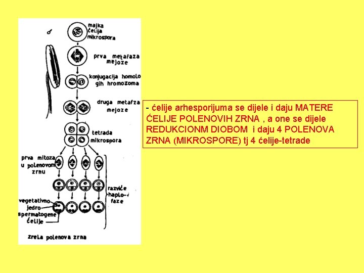 - ćelije arhesporijuma se dijele i daju MATERE ĆELIJE POLENOVIH ZRNA , a one