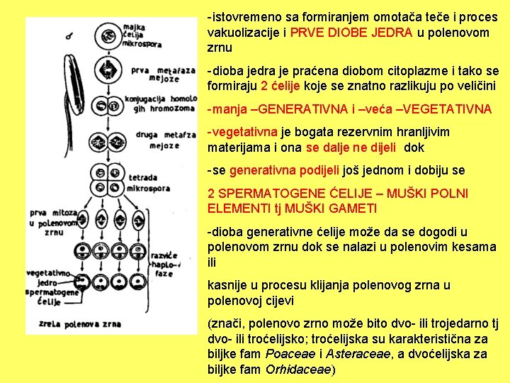 -istovremeno sa formiranjem omotača teče i proces vakuolizacije i PRVE DIOBE JEDRA u polenovom