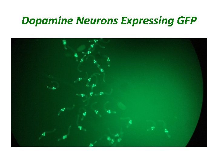 Dopamine Neurons Expressing GFP 