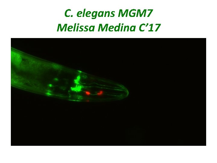 C. elegans MGM 7 Melissa Medina C’ 17 