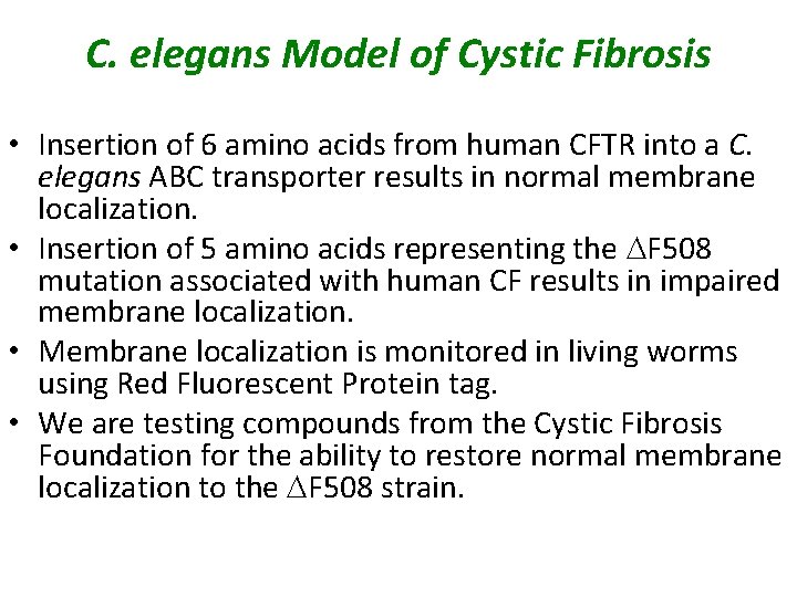 C. elegans Model of Cystic Fibrosis • Insertion of 6 amino acids from human