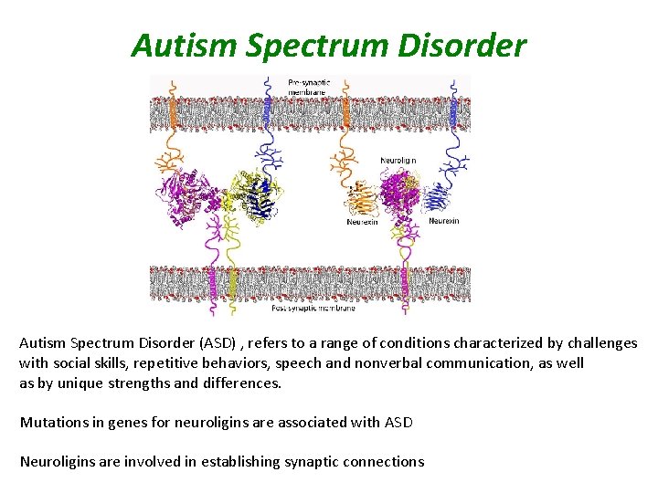 Autism Spectrum Disorder (ASD) , refers to a range of conditions characterized by challenges