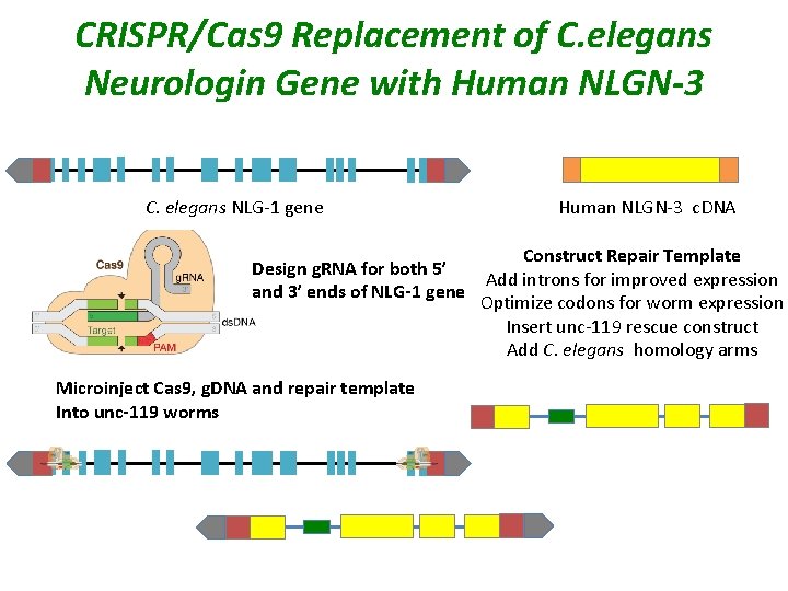 CRISPR/Cas 9 Replacement of C. elegans Neurologin Gene with Human NLGN-3 C. elegans NLG-1