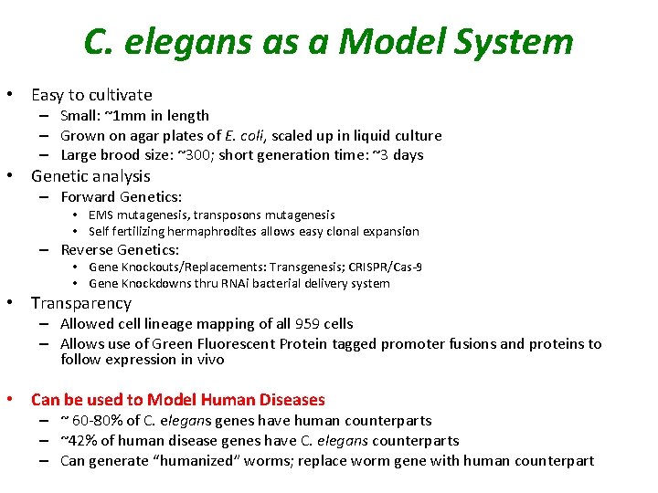 C. elegans as a Model System • Easy to cultivate – Small: ~1 mm