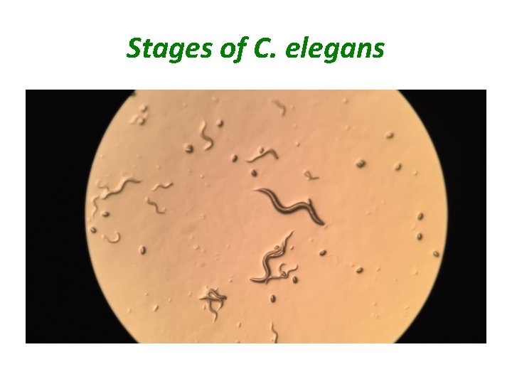 Stages of C. elegans 