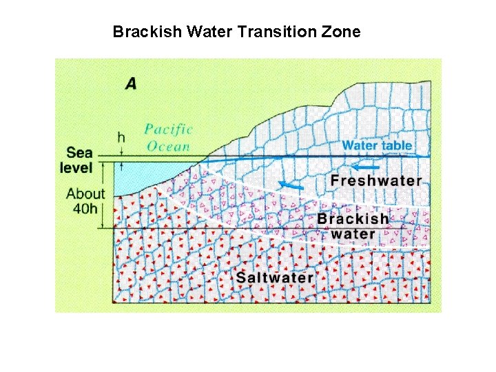 Brackish Water Transition Zone 