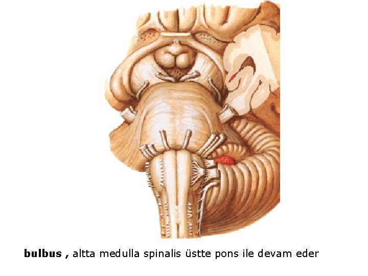 bulbus , altta medulla spinalis üstte pons ile devam eder 